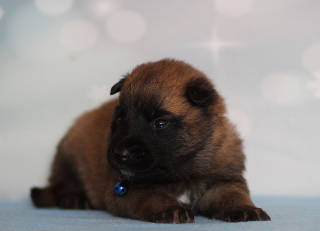 Des Gardiens De La Cigogne - Chiots disponibles - Berger Belge