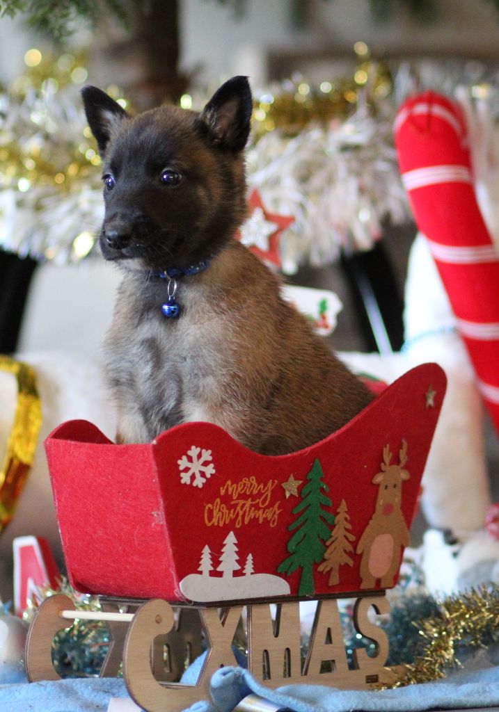 Des Gardiens De La Cigogne - Chiots disponibles - Berger Belge