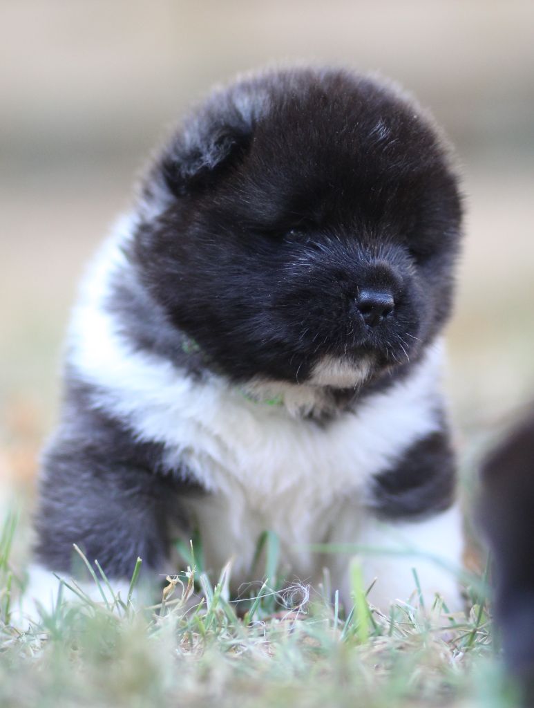 Des Gardiens De La Cigogne - Chiots disponibles - Akita americain