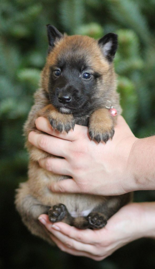 Des Gardiens De La Cigogne - Chiots disponibles - Berger Belge