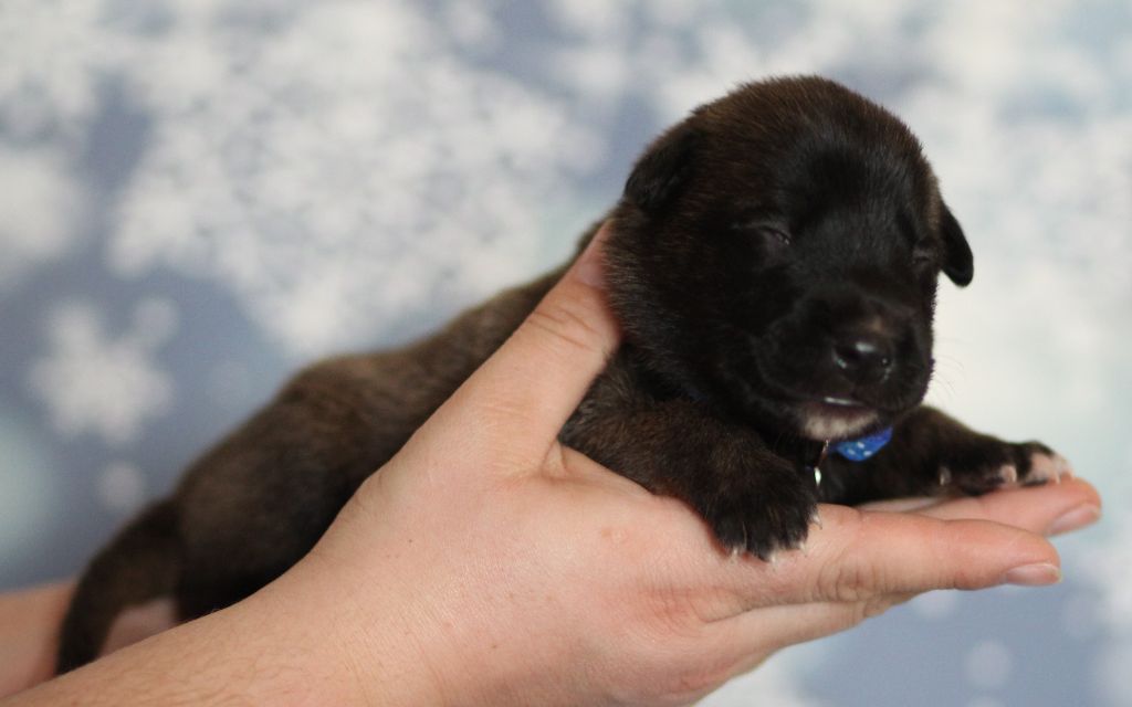 Des Gardiens De La Cigogne - Chiots disponibles - Berger Belge