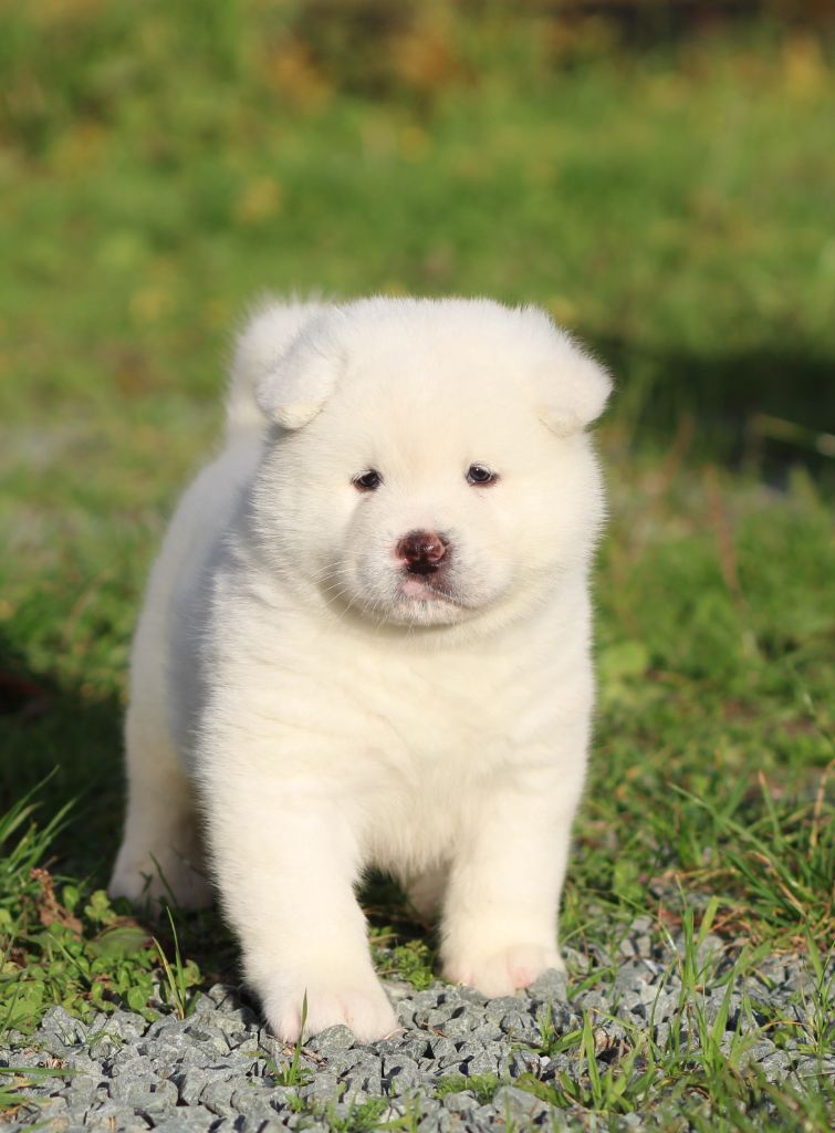 Des Gardiens De La Cigogne - Chiots disponibles - Akita americain