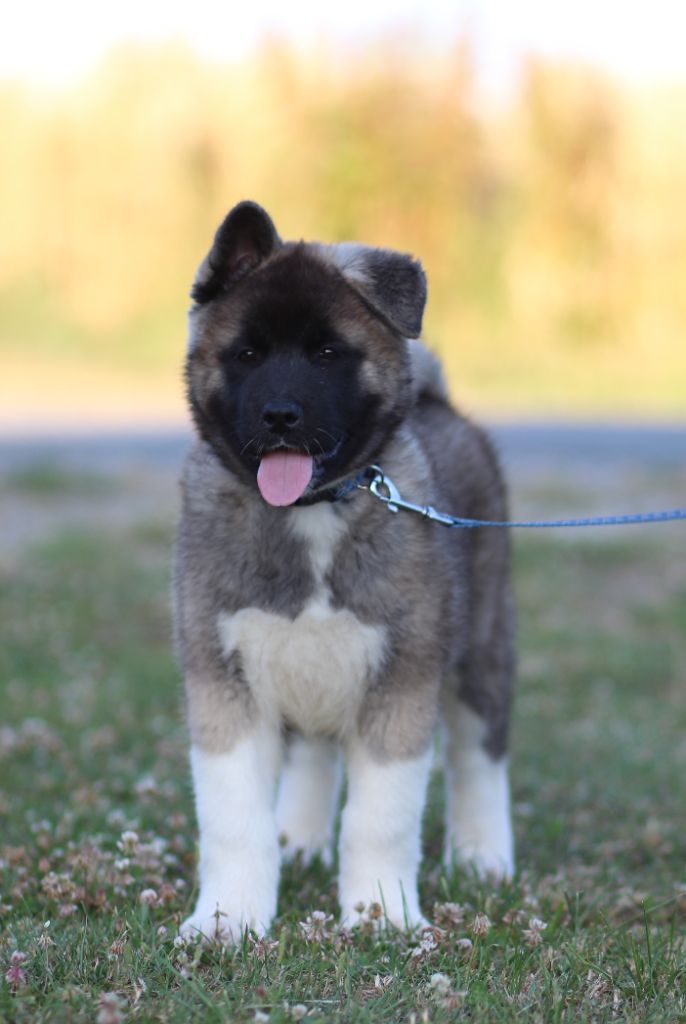 Des Gardiens De La Cigogne - Chiots disponibles - Akita americain