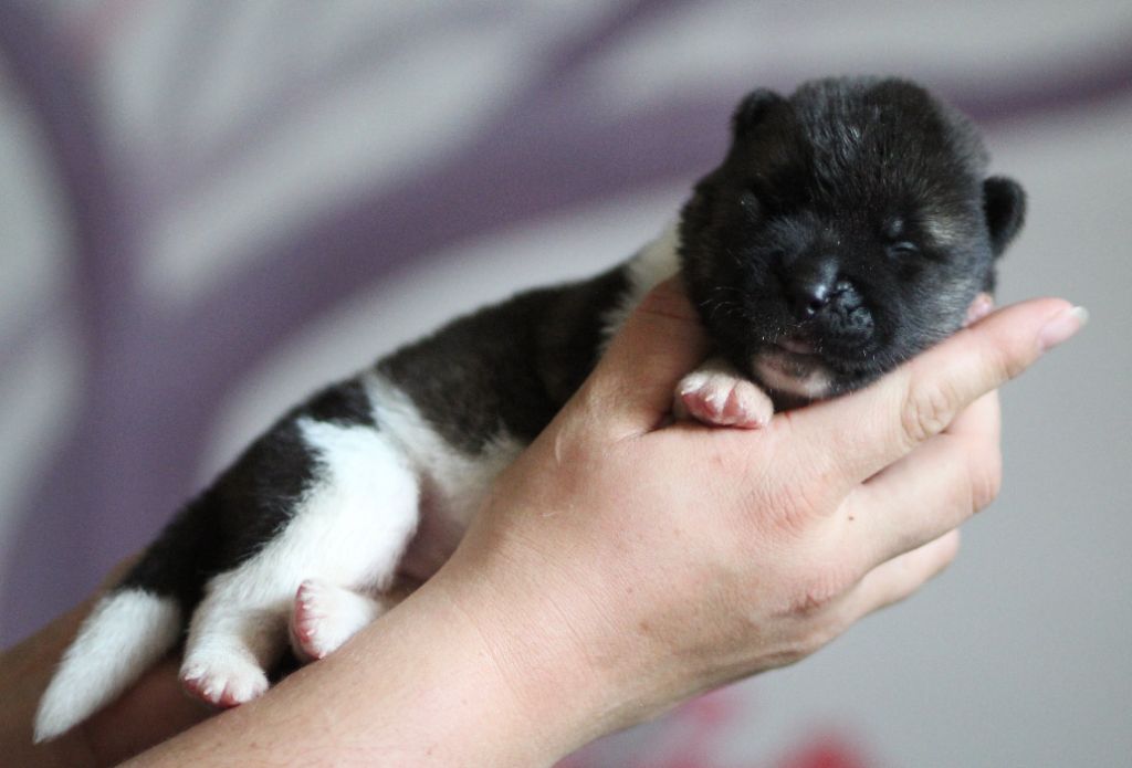 Des Gardiens De La Cigogne - Chiots disponibles - Akita americain