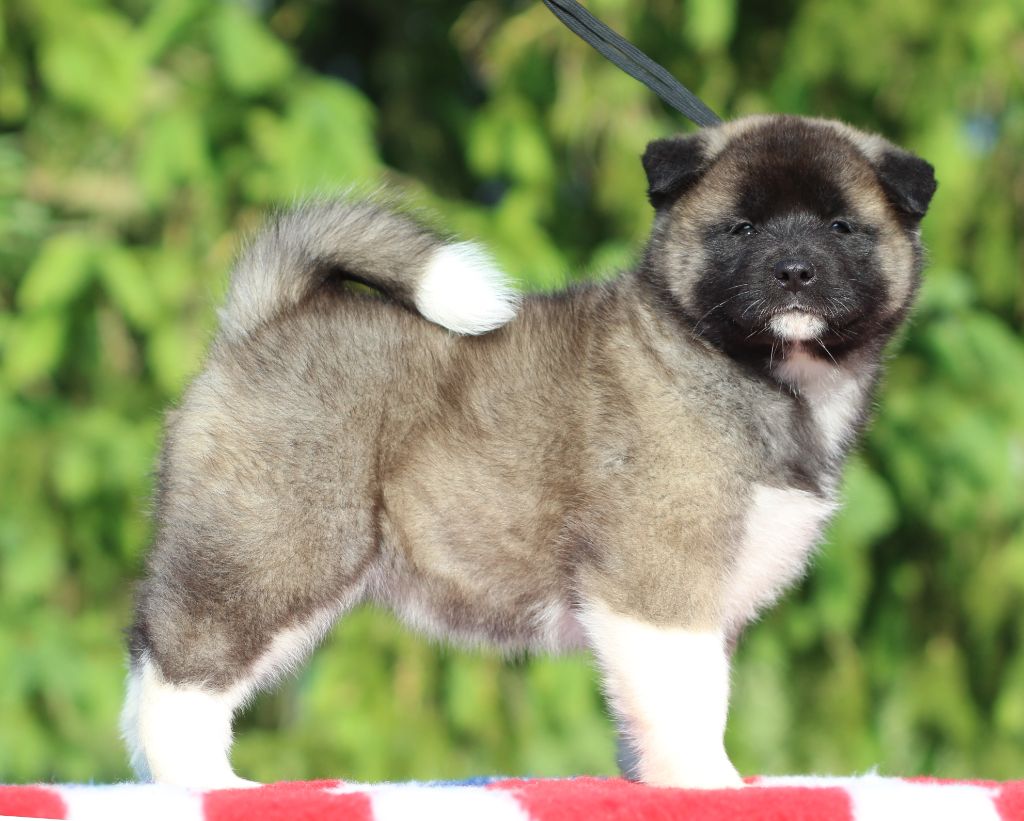 Des Gardiens De La Cigogne - Chiots disponibles - Akita americain