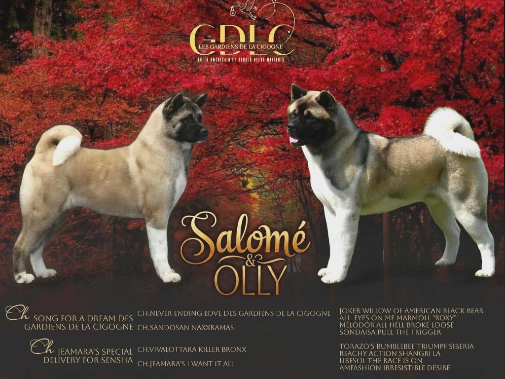 Des Gardiens De La Cigogne - Akita americain - Portée née le 06/12/2025