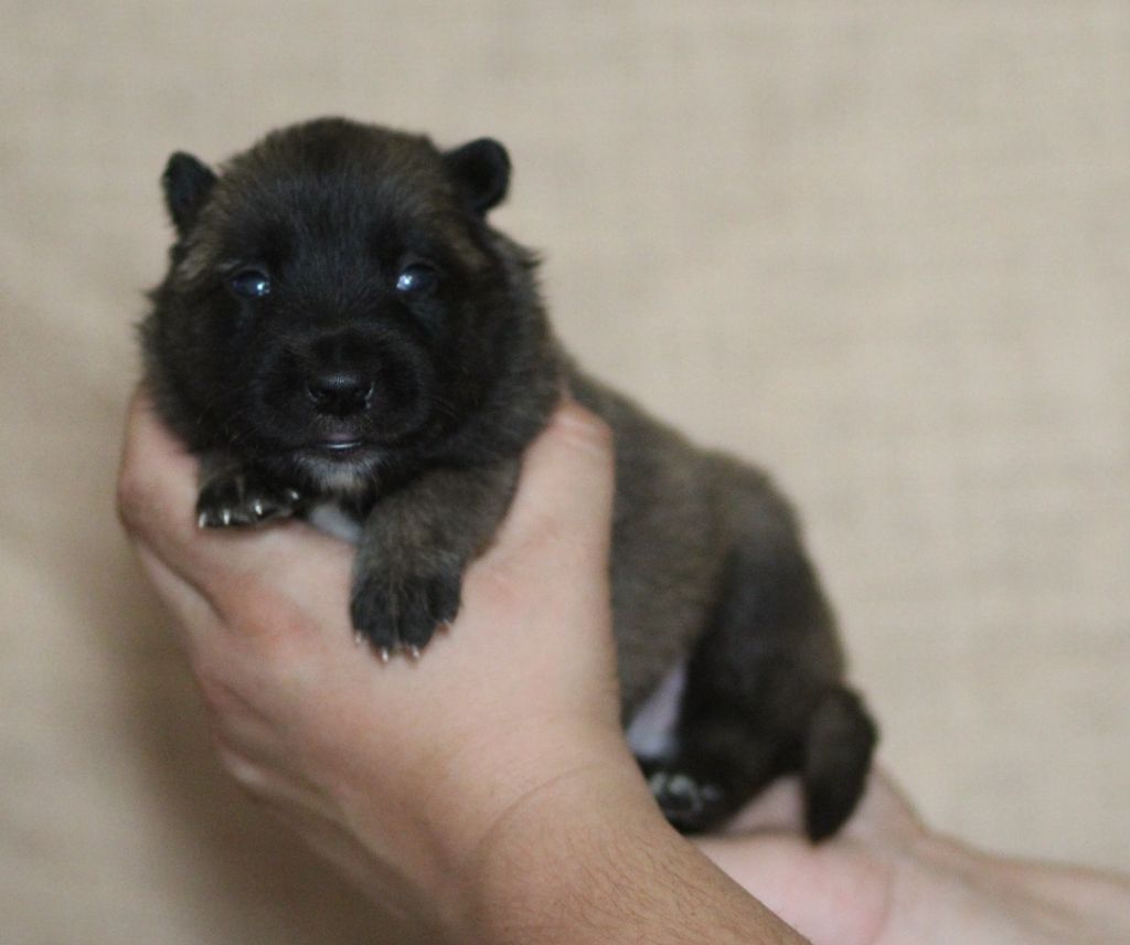 Des Gardiens De La Cigogne - Chiots disponibles - Berger Belge
