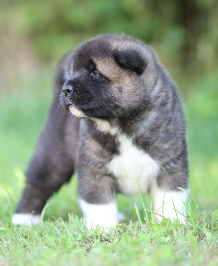 Des Gardiens De La Cigogne - Chiots disponibles - Akita americain