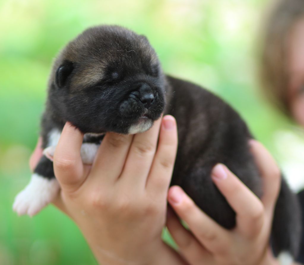 Des Gardiens De La Cigogne - Chiots disponibles - Akita americain