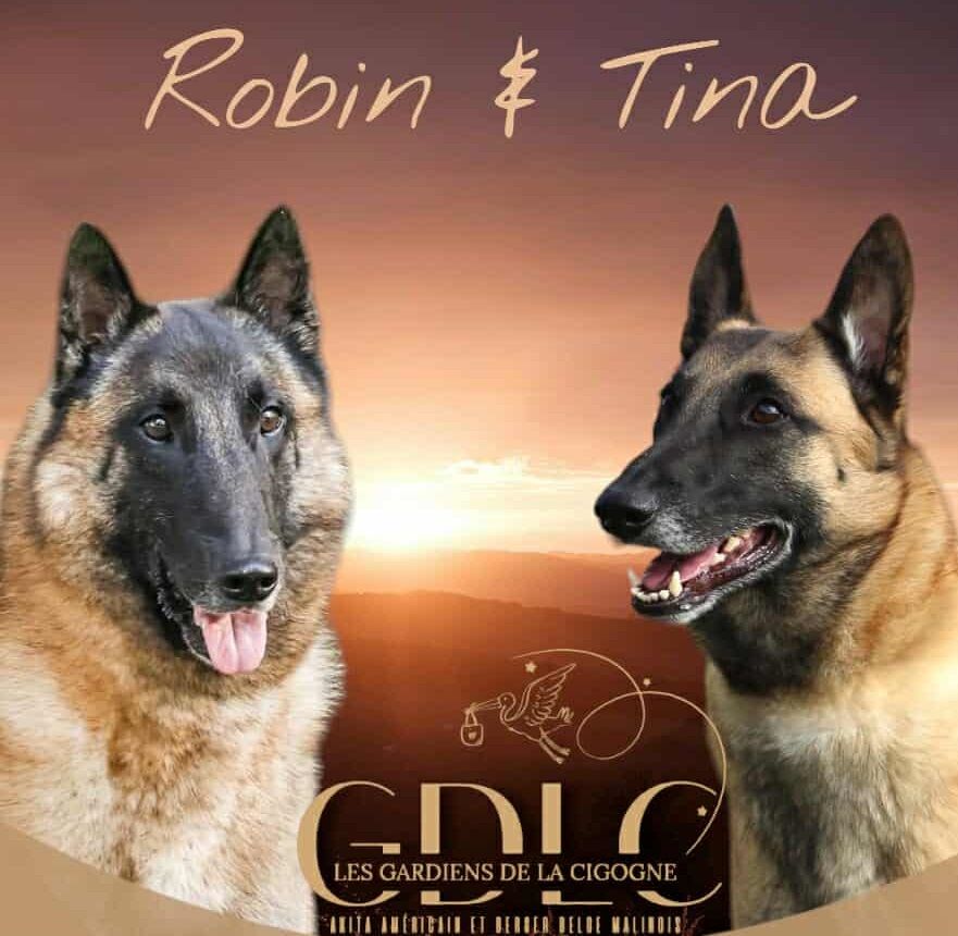 Chiot Berger Belge Des Gardiens De La Cigogne