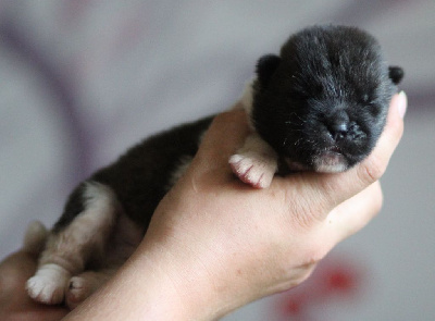 CHIOT collier noir