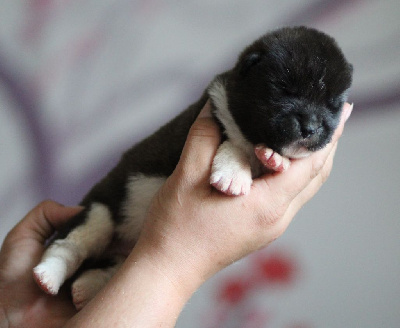 CHIOT collier bleu 