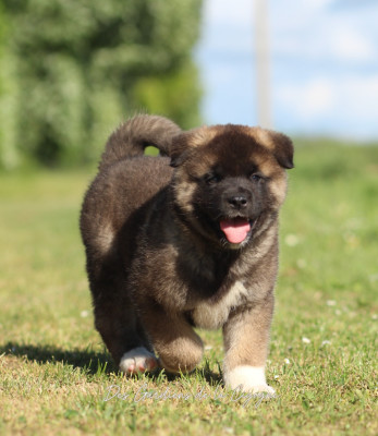 Be my forever "Baloo"
