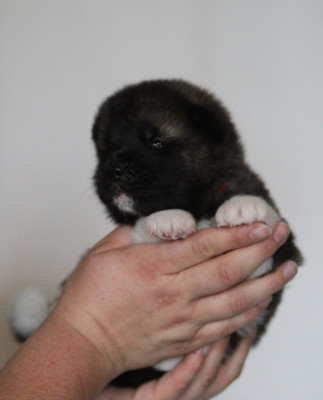 Chiot N°2 collier rouge