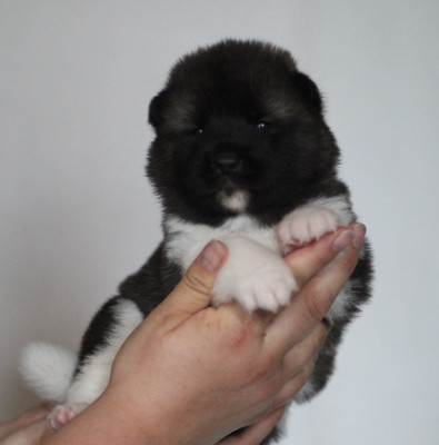Chiot N°4 collier noir