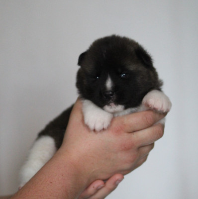 Chiot N°5 collier bleu