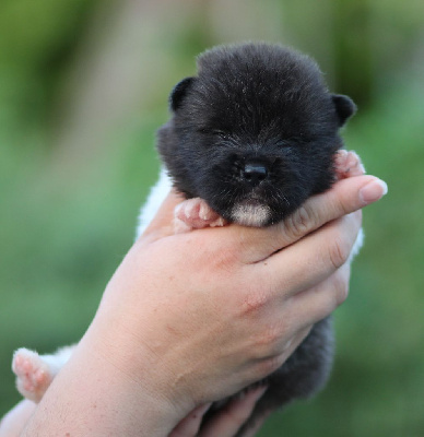 CHIOT collier noir
