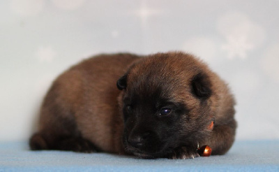 CHIOT collier orange