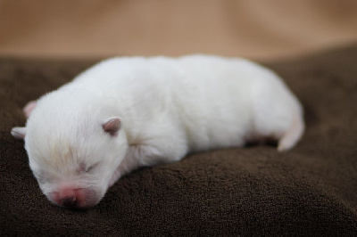 CHIOT collier rose