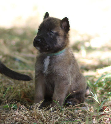 CHIOT collier bleu 