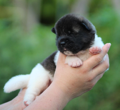 CHIOT collier jaune