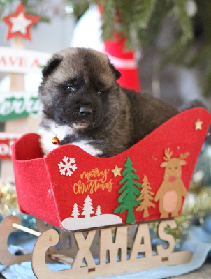 CHIOT collier orange