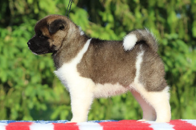 CHIOT 1