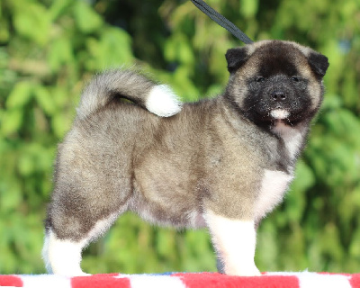 CHIOT 4