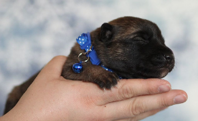 CHIOT collier bleu