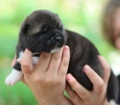 CHIOT Mâle 1