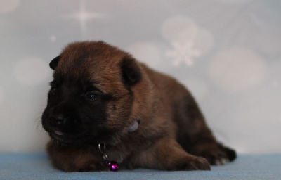 CHIOT collier violet