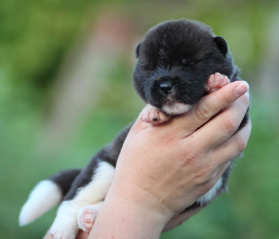 CHIOT collier bleu 