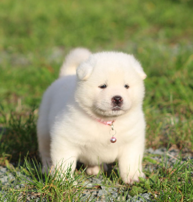 All in white Raffaela