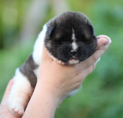 CHIOT collier rose