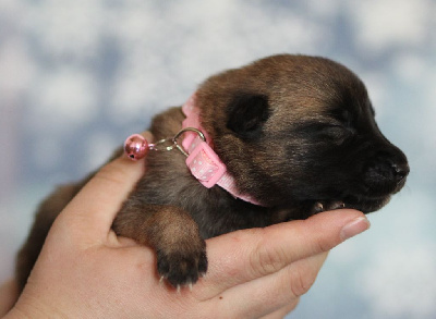 CHIOT collier rose