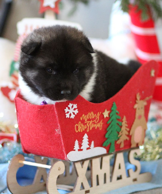 CHIOT collier violet