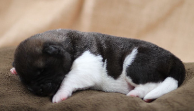 CHIOT collier noir