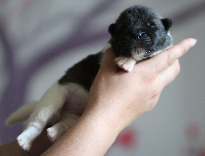 CHIOT collier jaune