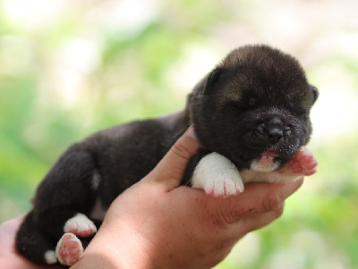 CHIOT Femelle