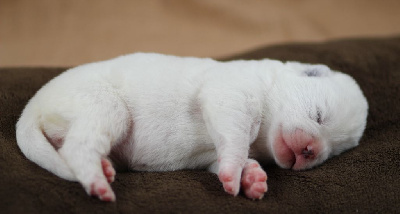 CHIOT collier rouge