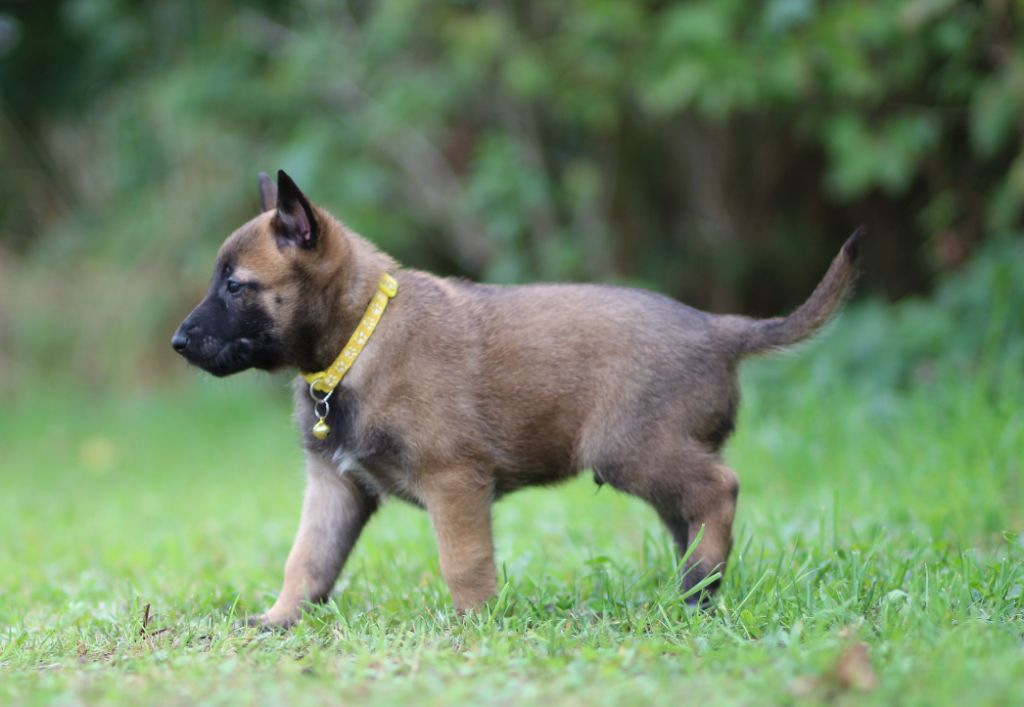 Des Gardiens De La Cigogne - Chiots disponibles - Berger Belge