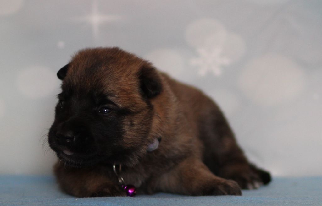 Des Gardiens De La Cigogne - Chiots disponibles - Berger Belge