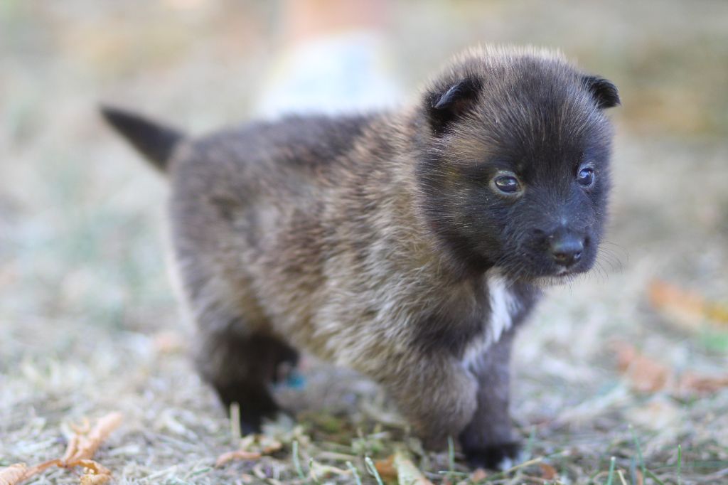 Des Gardiens De La Cigogne - Chiots disponibles - Berger Belge