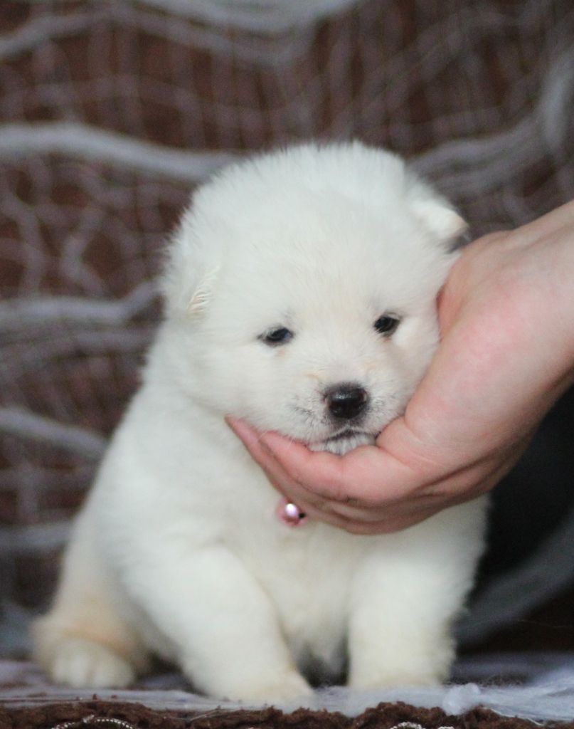 Des Gardiens De La Cigogne - Chiots disponibles - Akita americain