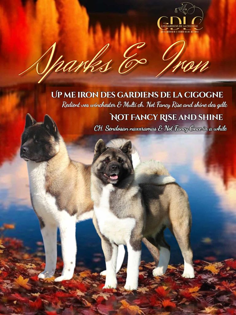 Des Gardiens De La Cigogne - Akita americain - Portée née le 12/10/2025