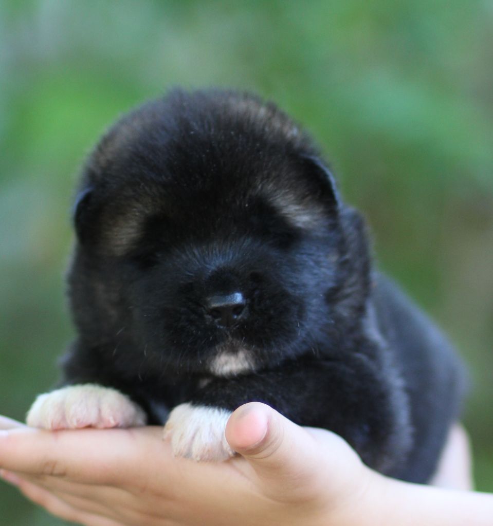 Des Gardiens De La Cigogne - Chiots disponibles - Akita americain
