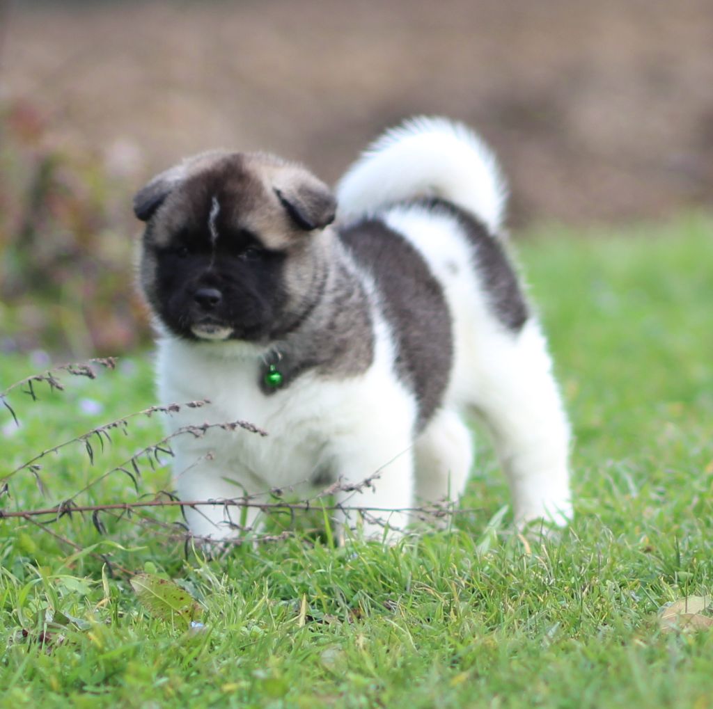 Des Gardiens De La Cigogne - Chiots disponibles - Akita americain