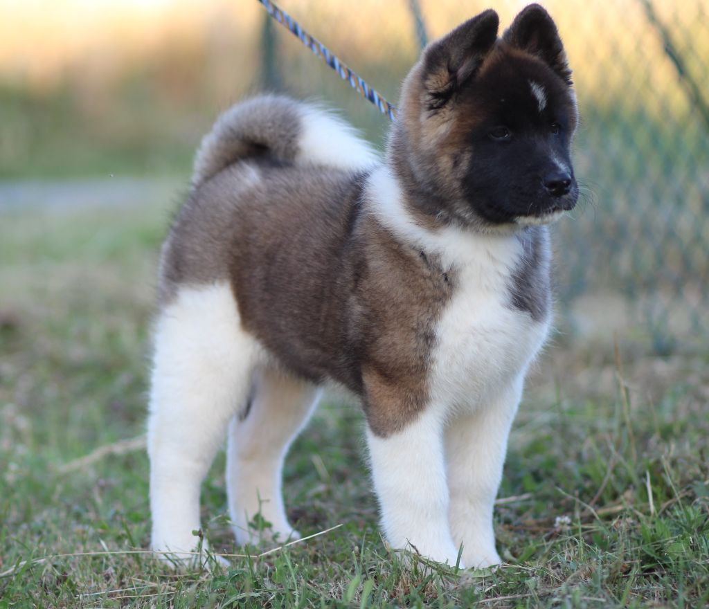 Des Gardiens De La Cigogne - Chiots disponibles - Akita americain