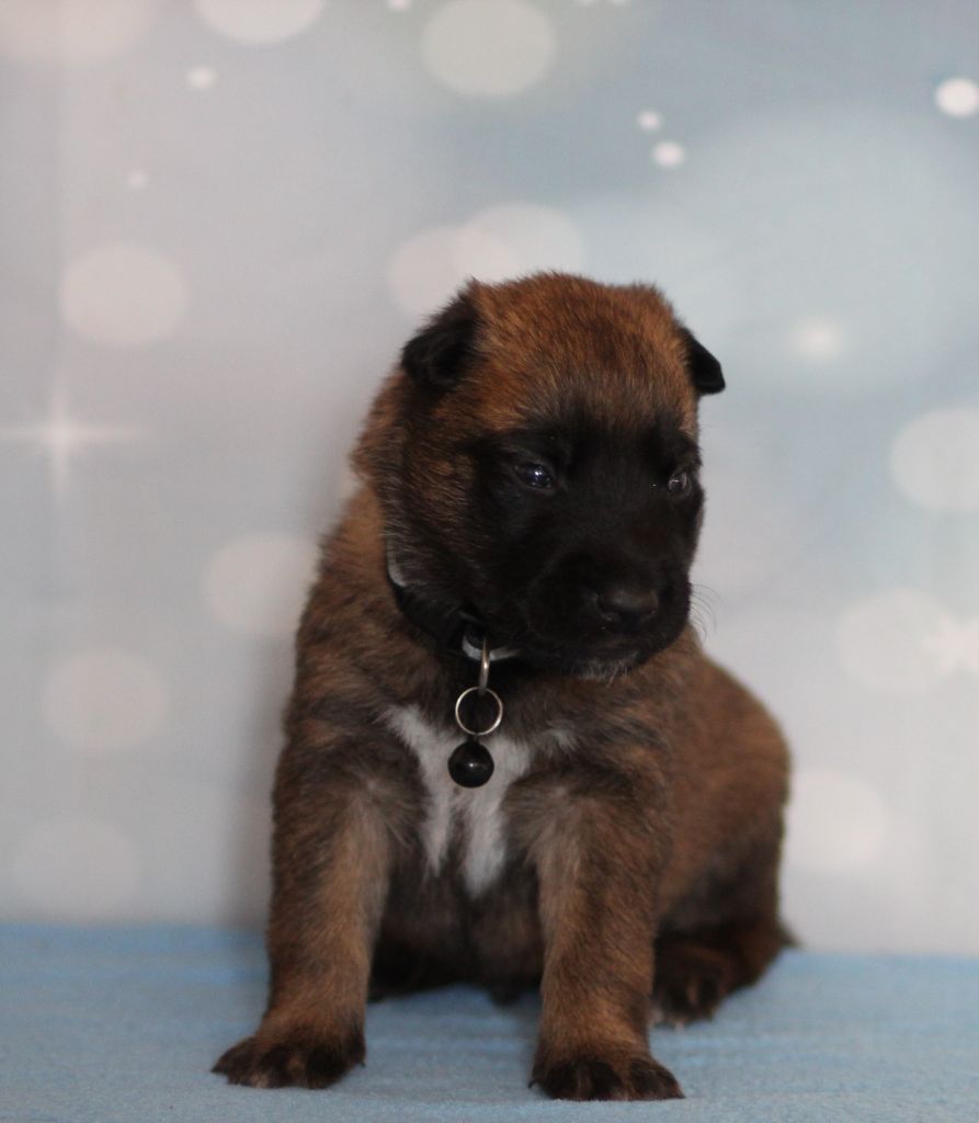 Des Gardiens De La Cigogne - Chiots disponibles - Berger Belge