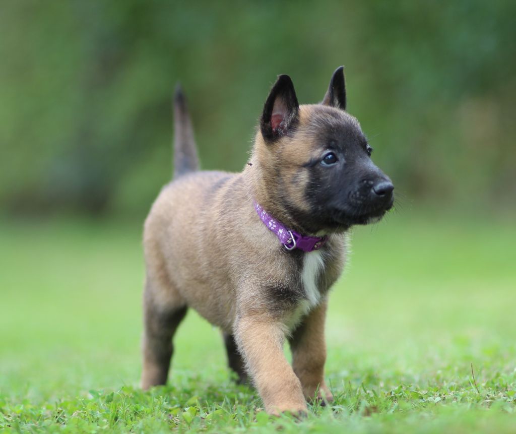 Des Gardiens De La Cigogne - Chiots disponibles - Berger Belge
